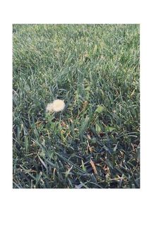 Violet bent backwards over the grass. Зображення №3