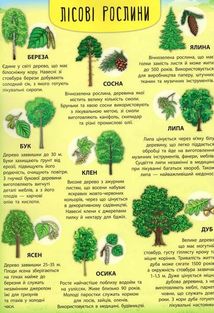 Енциклопедія з наліпками. Лісові тварини та рослини. 60 наліпок + настільна гра. Зображення №8