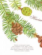 Насіння сонливе. Зображення №3