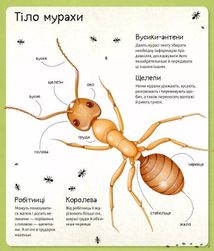 Світ мурах. Зображення №8