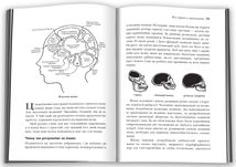 Чому чоловіки слухають вибірково, а жінки не розуміються на мапах. Зображення №4