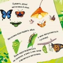 Знайомся, я комашка. Image №5