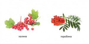 Що росте в саду? — фото 9