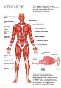 Книжка з наліпками. Тіло людини. Image №3