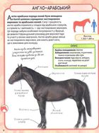 Міні-енциклопедія. Коні і поні. 50 найвідоміших різновидів. Зображення №13