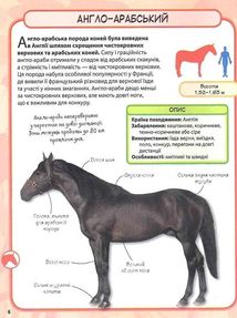 Міні-енциклопедія. Коні і поні. 50 найвідоміших різновидів. Зображення №13