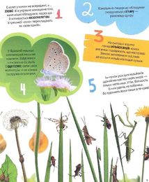 Комахи. 100 цікавих фактів. Image №3