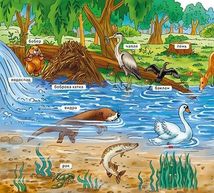 Мій перший словничок. У лісі . Image №5