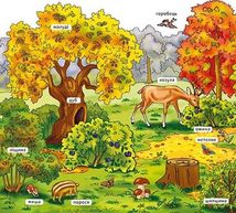 Мій перший словничок. У лісі . Image №7