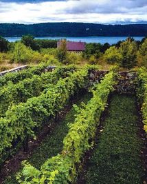 Нерозказана історія українського виноробства. Зображення №6