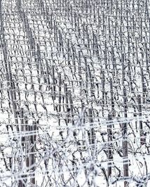 Нерозказана історія українського виноробства. Зображення №8