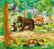 Мій перший словничок. У лісі . Image №9