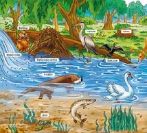 Мій перший словничок. У лісі . Image №11