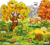 Мій перший словничок. У лісі . Image №13