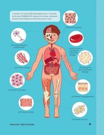 Книжка з розвивальними завданнями для дітей. Тіло людини. Зображення №8