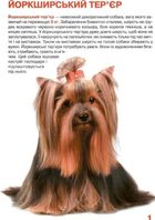 Велика книжка. Собаки. Image №3