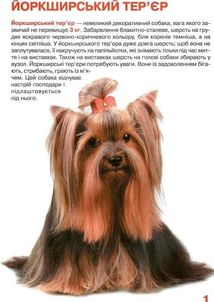 Велика книжка. Собаки. Image №3