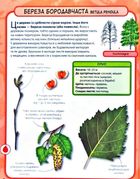 Міні-енциклопедія. Дерева. 50 найвідоміших видів. Зображення №10