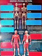 Книжка-гра. Збери пазл. Тіло людини. Image №3