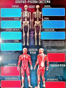Книжка-гра. Збери пазл. Тіло людини. Image №3