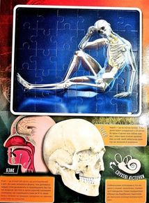 Книжка-гра. Збери пазл. Тіло людини. Image №4