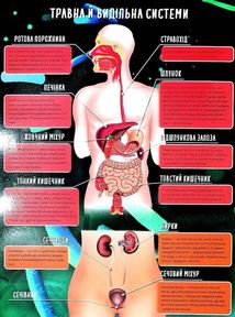 Книжка-гра. Збери пазл. Тіло людини. Image №6