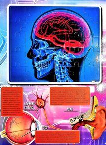 Книжка-гра. Збери пазл. Тіло людини. Image №8