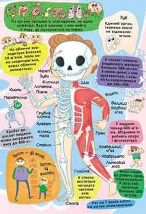 Книжка з секретними віконцями. Все про твоє тіло. Image №7