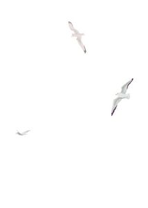 Листи з пошти на маяку. Image №11