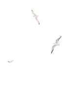 Листи з пошти на маяку. Image №11