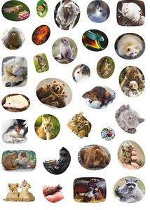 Школа чомучки. Дивовижні тварини. 60 розвивальних наліпок. Image №7