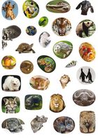 Школа чомучки. Дивовижні тварини. 60 розвивальних наліпок. Image №8