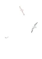 Листи з пошти на маяку. Image №5