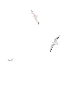 Листи з пошти на маяку. Image №5