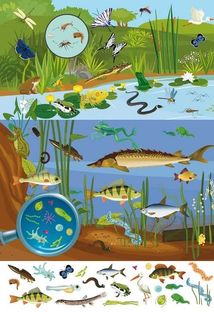 Великий віммельбух. Мікросвіт. Image №5