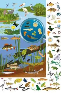 Великий віммельбух. Мікросвіт. Image №6