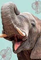 Вусохвості й лапокрилі. Зображення №13