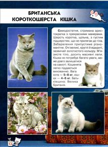 Світ навколо нас. Фотоенциклопедія. Кішки. Зображення №4