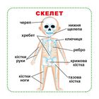 Розумні картки. Моє тіло. 30 карток . Image №2