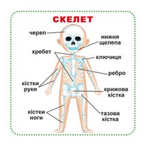 Розумні картки. Моє тіло. 30 карток . Image №2