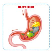 Розумні картки. Моє тіло. 30 карток . Image №6