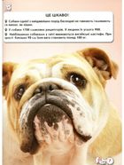 Світ навколо нас. Собаки. Image №7