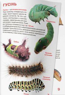 Велика книжка. Комахи. Image №6