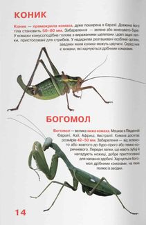 Велика книжка. Комахи. Image №7