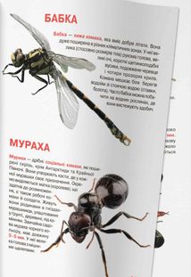 Велика книжка. Комахи. Image №8