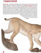Велика книжка. Доісторичні тварини. Image №3