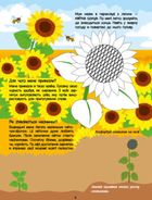 Розвивальні зошити. Рожева книжка про квіти. Зображення №3