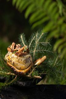 Cooking in the Wild . Зображення №16