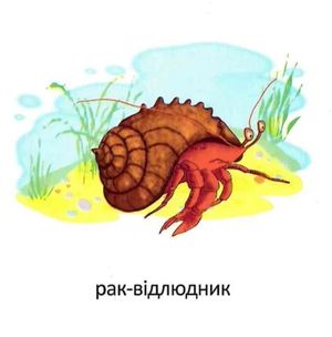 Мешканці морів — фото 8