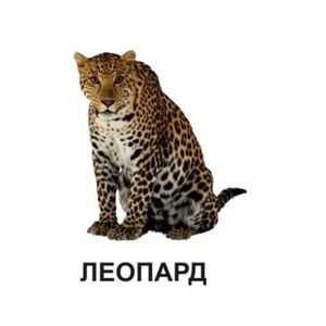 Звірята — фото 5